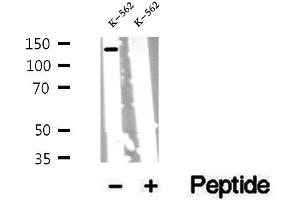 Western blot analysis of extracts of K-562 cells, using PER2 antibody. (PER2 antibody  (Internal Region))