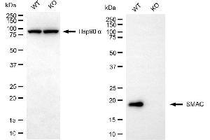 Western blotting analysis using SMAC antibody (ABIN7800283). (Recombinant DIABLO antibody)