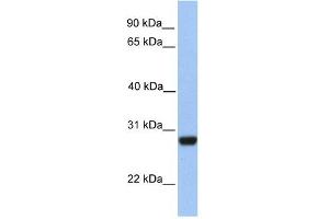 PAOX antibody used at 1 ug/ml to detect target protein. (PAOX antibody)