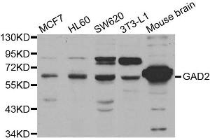 Western blot analysis of extracts of various cell lines, using GAD2 antibody. (GAD65 antibody)