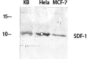 Western Blot analysis of KB (1), Hela (2), MCF-7 (3), diluted at 1:2000. (CXCL12 antibody  (C-Term))
