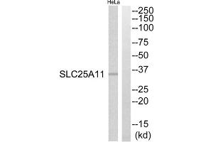Western blot analysis of extracts from HeLa cells, using SLC25A11 antibody. (SLC25A11 antibody  (Internal Region))