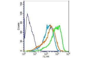 RSC96 cells probed with Rabbit Anti-NF-M Polyclonal Antibody . (NEFM antibody  (AA 101-200))