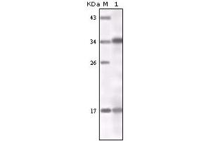Image no. 1 for anti-Interferon gamma (IFNG) antibody (ABIN466769) (Interferon gamma antibody)