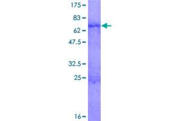 ISL2 Protein (AA 1-359) (GST tag)