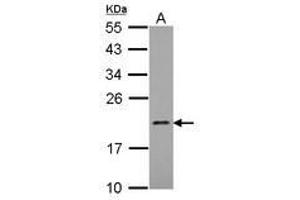 Image no. 1 for anti-Mitochondrial Ribosomal Protein L21 (MRPL21) (AA 20-205) antibody (ABIN1499559) (MRPL21 antibody  (AA 20-205))