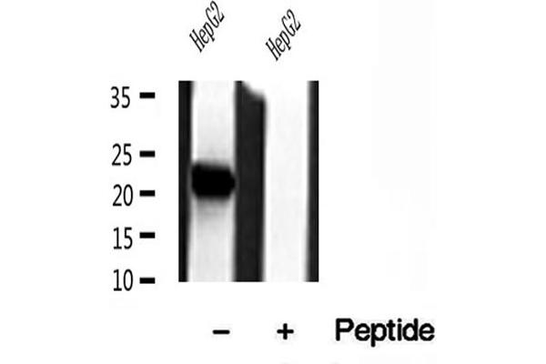 TIMM23 antibody  (N-Term)