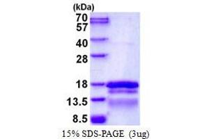 Image no. 1 for Transcription Elongation Factor A (SII)-Like 7 (TCEAL7) protein (His tag) (ABIN1098326)