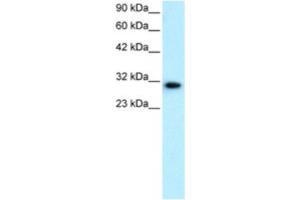 Western Blotting (WB) image for anti-D Site of Albumin Promoter (Albumin D-Box) Binding Protein (DBP) antibody (ABIN2460392) (DBP antibody)