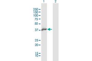 Western Blot analysis of AIM2 expression in transfected 293T cell line by AIM2 MaxPab polyclonal antibody. (AIM2 antibody  (AA 1-343))