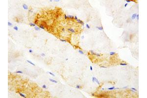 Immunohistochemical staining of paraffin-embedded rat skeletal muscle tissue section with CA3 polyclonal antibody . (CA3 antibody  (N-Term))