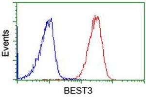 Image no. 2 for anti-Bestrophin 3 (BEST3) antibody (ABIN1501731) (Bestrophin 3 antibody)