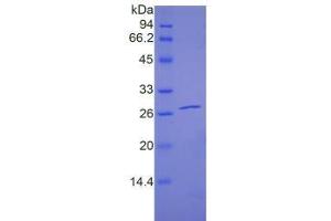 SDS-PAGE of Protein Standard from the Kit (Highly purified E. (PAPPA2 ELISA Kit)
