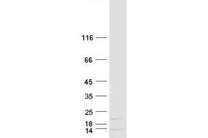 Validation with Western Blot (MRPL42 Protein (Transcript Variant 1) (Myc-DYKDDDDK Tag))