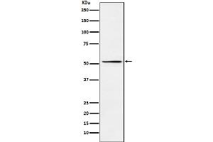 Western blot analysis of MEIS2 expression in HepG2 cell lysate.