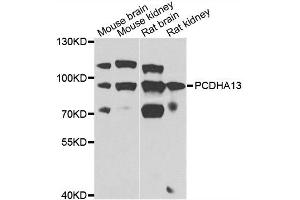 Western blot analysis of extracts of various cell lines, using PCDHA13 antibody. (PCDHa13 antibody)
