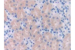 Detection of UCHL4 in Mouse Kidney Tissue using Polyclonal Antibody to Ubiquitin Carboxyl Terminal Hydrolase L4 (UCHL4) (UCHL4 antibody  (AA 2-233))