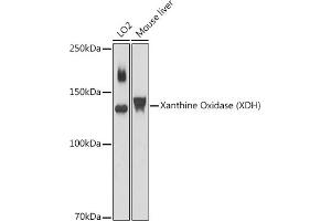 Western blot analysis of extracts of various cell lines, using Xanthine Oxidase (XDH) antibody (ABIN6130807, ABIN6150286, ABIN6150287 and ABIN6216896) at 1:1000 dilution.
