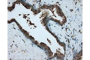 Immunohistochemical staining of paraffin-embedded pancreas tissue using anti-RDH11 mouse monoclonal antibody. (RDH11 antibody)