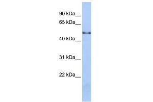 WB Suggested Anti-NOVA1 Antibody Titration:  0. (NOVA1 antibody  (Middle Region))