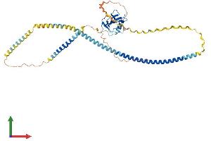 AlphaFold protein structure predicition of Human Recombinant MSR1 Protein, UniprotID P21757 (Macrophage Scavenger Receptor 1 Protein (MSR1) (AA 1-451) (His tag))