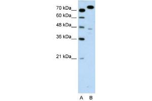 MCM3 antibody used at 0. (MCM3 antibody  (C-Term))