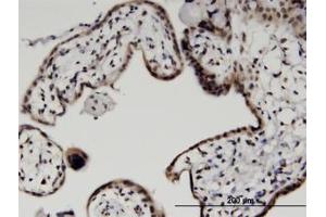 Image no. 1 for anti-Histone H2B Type 2-E (HIST2H2BE) (AA 36-127) antibody (ABIN599474) (HIST2H2BE antibody  (AA 36-127))
