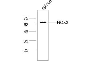 Mouse spleen lysates probed with NOX2/gp91phox Polyclonal Antibody, unconjugated  at 1:300 overnight at 4°C followed by a conjugated secondary antibody at 1:10000 for 60 minutes at 37°C. (CYBB antibody  (AA 501-570))