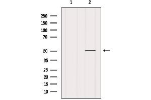 Western blot analysis of extracts from MCF7, using CHRNA10 Antibody. (CHRNA10 antibody  (C-Term))