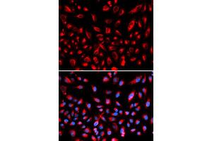 Immunofluorescence (IF) image for anti-Claudin 11 (CLDN11) antibody (ABIN1871890)