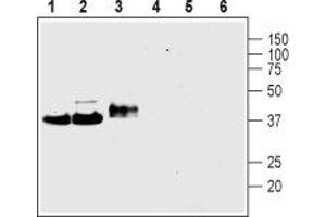Western blot analysis of rat brain membranes (lanes 1 and 4), mouse brain membranes (lanes 2 and 5) and rat PC12 pheochromocytoma cell line lysate (lanes 3 and 6):1-3. (Synaptophysin (SYP) Peptide)