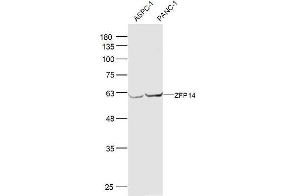 ZFP14 anticorps  (AA 121-220)