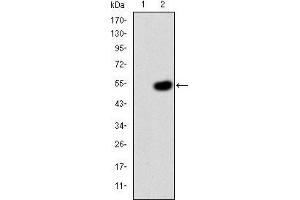Western blot analysis using CRK mAb against HEK293 (1) and CRK(AA: 1-204)-hIgGFc transfected HEK293 (2) cell lysate. (Crk antibody)