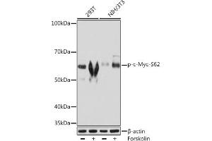 Western blot analysis of extracts of various cell lines, using Phospho-c-Myc-S62 Rabbit mAb (ABIN7268713) at 1:1000 dilution. (c-MYC antibody  (pSer62))