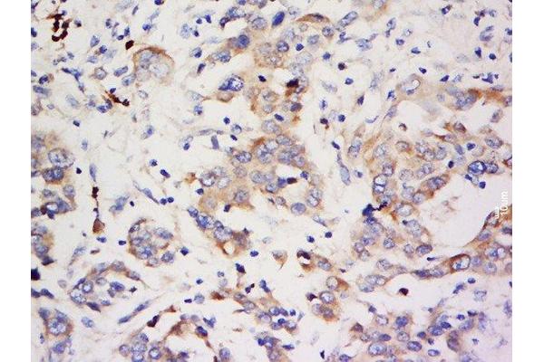 ZNF703 antibody  (AA 221-320)