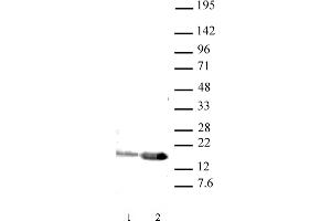 Western blot of Histone H3K9ac antibody (pAb). (Histone 3 antibody  (acLys9))