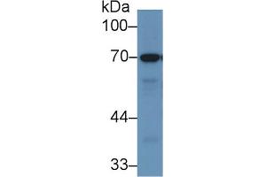 Western Blot; Sample: Porcine Stomach lysate; Primary Ab: 1µg/ml Rabbit Anti-Human RPN1 Antibody Second Ab: 0. (RPN1 antibody  (AA 308-438))