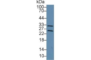 Western Blot; Sample: Rat Cerebrum lysate; ;Primary Ab: 3µg/ml Rabbit Anti-Mouse TIMP4 Antibody;Second Ab: 0.