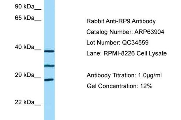 RP9 antibody  (C-Term)