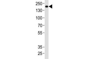Western blot analysis of lysate from rat brain tissue using Insrr antibody at 1:1000. (INSRR antibody  (C-Term))