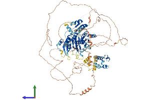 AlphaFold protein structure predicition of Mouse Recombinant Bicc1 Protein, UniprotID Q99MQ1