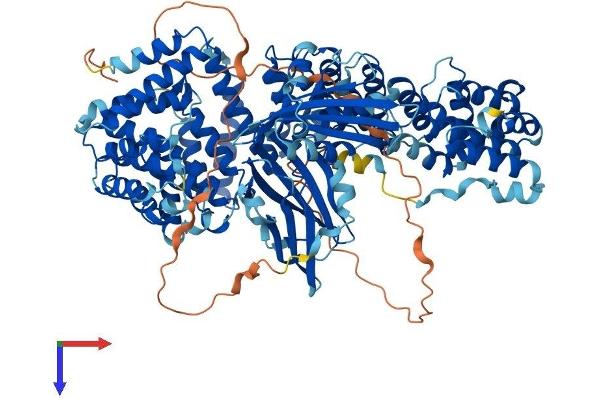 alpha Adaptin Protein (AA 1-977) (His tag)
