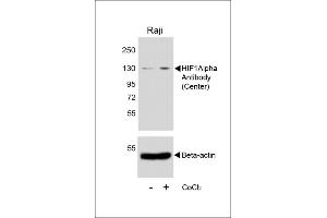 Western blot analysis of lysates from Raji cell line, untreated or treated with CoCl2(0. (HIF1A antibody  (AA 519-547))