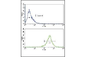 Flow cytometric analysis of WiDr cells using FGFR4 Antibody (bottom histogram) compared to a negative control(top histogram). (FGFR4 antibody  (N-Term))