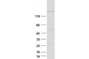 Validation with Western Blot (CNTNAP5 Protein (Myc-DYKDDDDK Tag))