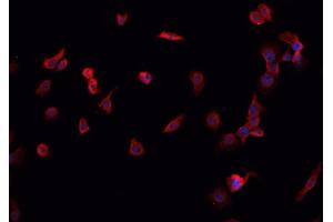 ABIN6266863 staining K-562 cells by IF/ICC.
