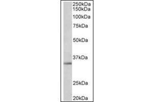 Staining of A549 lysate (35µg protein in RIPA buffer) using Spondin-2 antibody at 1 µg/ml. (SPON2 antibody  (Internal Region))