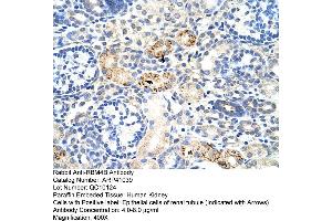 Rabbit Anti-RBM4B Antibody  Paraffin Embedded Tissue: Human Kidney Cellular Data: Epithelial cells of renal tubule Antibody Concentration: 4. (RBM4B antibody  (C-Term))
