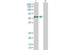 Western Blot analysis of ITFG2 expression in transfected 293T cell line by ITFG2 MaxPab polyclonal antibody. (ITFG2 antibody  (AA 1-447))