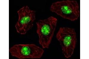 Fluorescent image of A549 cell stained with NPM1 antibody. (NPM1 antibody  (AA 7-33))